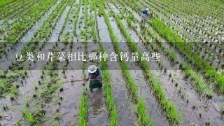 豆类和芹菜相比那种含钙量高些