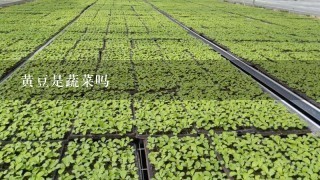 黄豆是蔬菜吗