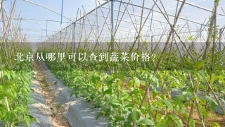 北京从哪里可以查到蔬菜价格？