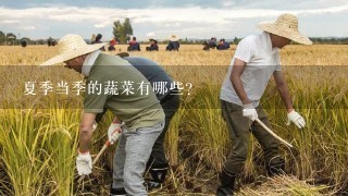 夏季当季的蔬菜有哪些？