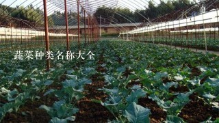 蔬菜种类名称大全