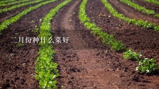 2月份种什么菜好