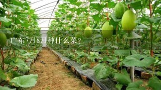 广东7月8月种什么菜？