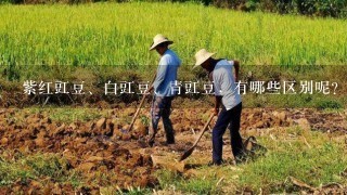 紫红豇豆、白豇豆、青豇豆，有哪些区别呢？