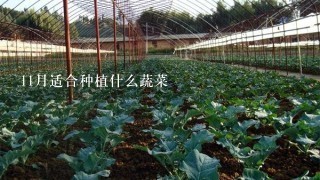 11月适合种植什么蔬菜