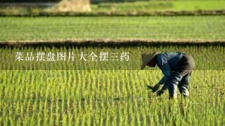 菜品摆盘图片大全摆3药