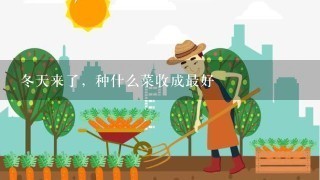 冬天来了，种什么菜收成最好