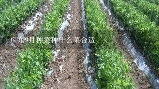 广东9月种菜种什么菜合适