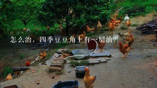 怎么治，4季豆豆角上有1层油？