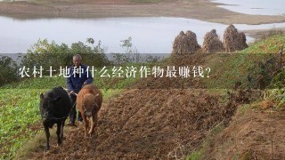 农村土地种什么经济作物最赚钱？