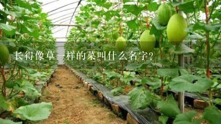 长得像草1样的菜叫什么名字？