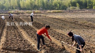 花豇豆的种植