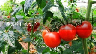 蔬菜吃什么部位