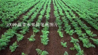 100种蔬菜水果简笔画图片