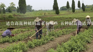 适合高温种植的蔬菜有哪些 5种耐高温适合夏天种植