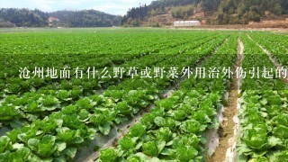 沧州地面有什么野草或野菜外用治外伤引起的肿痛