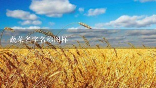 蔬菜名字名称图样