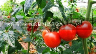 大白菜的外貌的描写是什么?