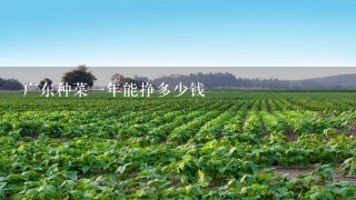 广东种菜1年能挣多少钱