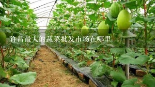 许昌最大的蔬菜批发市场在哪里