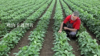 鸡肉卡通图片