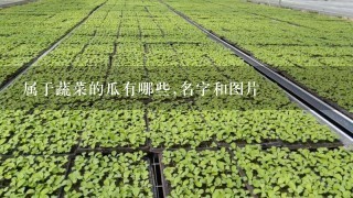 属于蔬菜的瓜有哪些,名字和图片