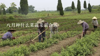 8月种什么菜蔬菜最合适