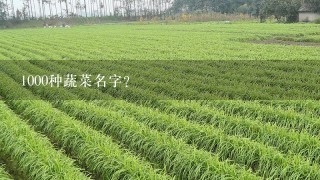 1000种蔬菜名字？