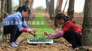 什么水果含钙量最高