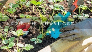 玉器冰种、豆种、糯种等是什么意思？