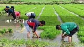 4月份吃什么菜