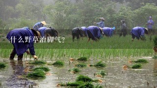 什么野草治脚气？