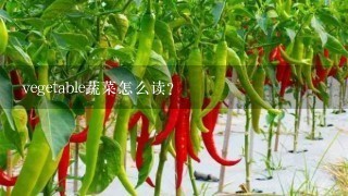 vegetable蔬菜怎么读？