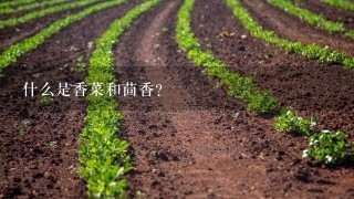 什么是香菜和茴香？