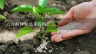 6月份种根达菜行吗？