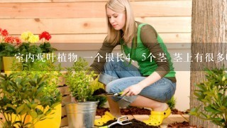 室内观叶植物 1个根长<br/>4、5个茎 茎上有很多叶子 叶子形状像竹子 我不知道名字 不知道描述清楚没