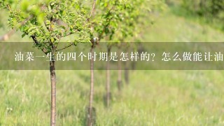 油菜1生的4个时期是怎样的？怎么做能让油菜长得好