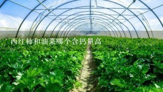 西红柿和油菜哪个含钙量高