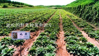 能吃的野菜种类和图片