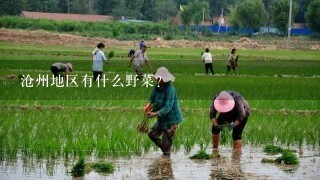 沧州地区有什么野菜？