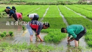 蔬菜公司起什么名字好