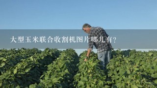 大型玉米联合收割机图片哪儿有？