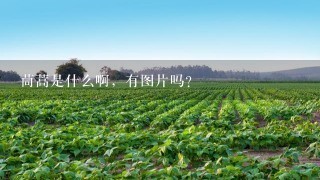 茼蒿是什么啊，有图片吗？