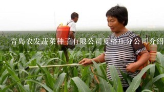 青岛农发蔬菜种子有限公司夏格庄分公司介绍？