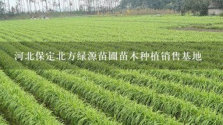 河北保定北方绿源苗圃苗木种植销售基地