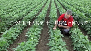 11月份种植什么蔬菜 十1月份适合种的青菜有哪些