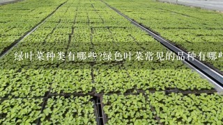 绿叶菜种类有哪些?绿色叶菜常见的品种有哪些？