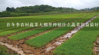 在冬季农村蔬菜大棚里种植什么蔬菜效益最好？