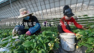 什么又名塘底菜、水白菜、水芥菜?