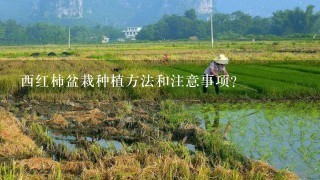 西红柿盆栽种植方法和注意事项？